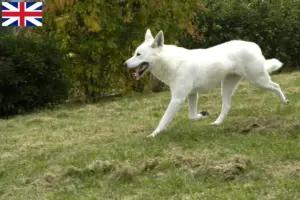 Read more about the article Canaan hundeopdrættere og hvalpe i Storbritannien