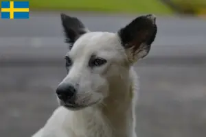 Read more about the article Canaan hundeopdrættere og hvalpe i Sverige