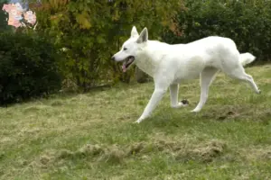 Read more about the article Canaan hundeopdrættere og hvalpe i Syddanmark