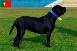 Read more about the article Cane Corso Italiano opdrættere og hvalpe i Portugal
