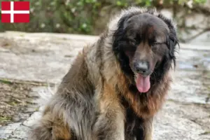 Read more about the article Cão Da Serra Da Estrela opdrættere og hvalpe i Danmark