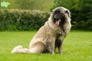 Read more about the article Cão Da Serra Da Estrela opdrættere og hvalpe i Midtjylland