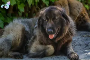 Read more about the article Cão Da Serra Da Estrela opdrættere og hvalpe i Nordjylland