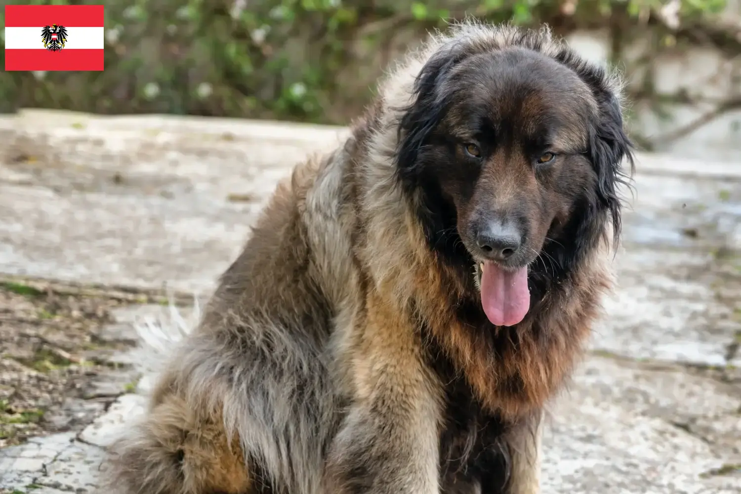 Cão Da Serra Da Estrela hvalpe og opdrættere Østrig Her kan du finde opdrættere af Cão Da Serra Da Estrelas i Østrig.