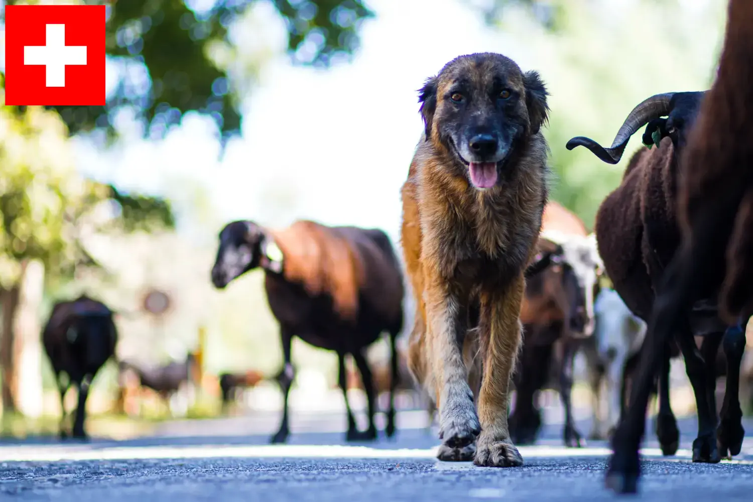 Cão Da Serra Da Estrela hvalpe og opdrættere Schweiz Her kan du finde opdrættere af Cão Da Serra Da Estrelas i Schweiz.