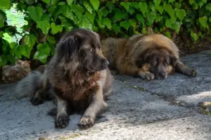 Read more about the article Cão Da Serra Da Estrela opdrættere og hvalpe på Sjælland