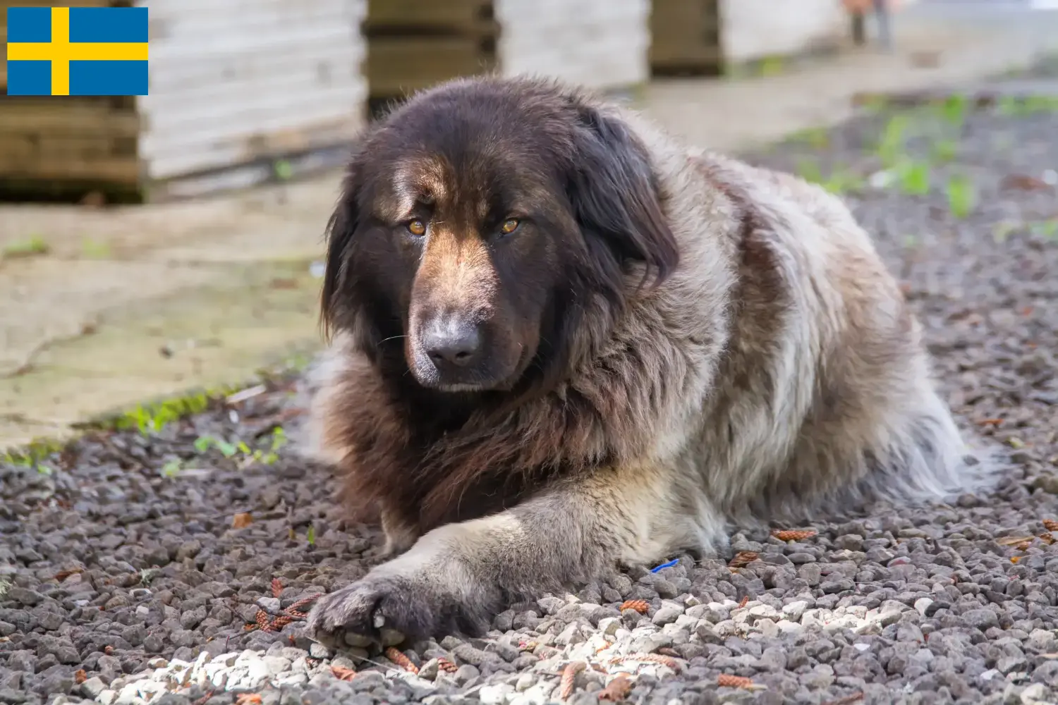 Read more about the article Cão Da Serra Da Estrela opdrættere og hvalpe i Sverige