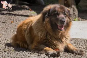 Read more about the article Cão Da Serra Da Estrela opdrættere og hvalpe i Syddanmark