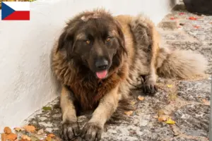 Read more about the article Cão Da Serra Da Estrela opdrættere og hvalpe i Tjekkiet
