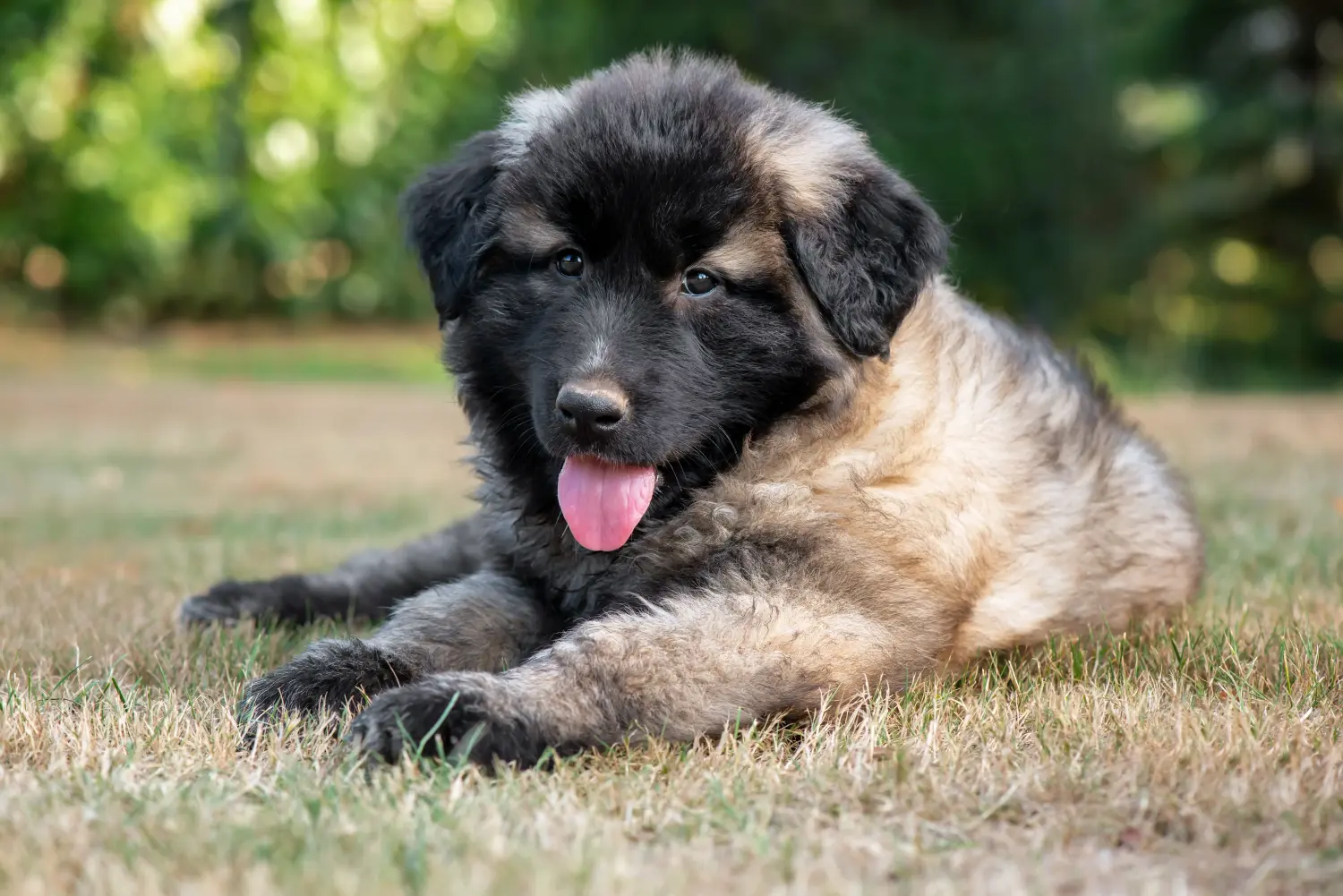 At købe en Cão da Serra de Aires-hvalp betyder at tage ansvar! Køb Cão da Serra de Aires hvalpe.