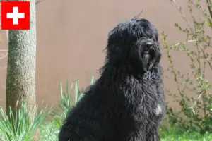 Read more about the article Cão de Agua português opdrættere og hvalpe i Schweiz
