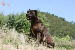 Read more about the article Cão Fila de São Miguel opdrættere og hvalpe i Hovedstaden