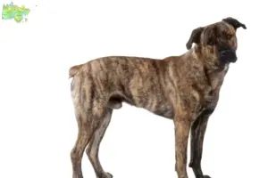 Read more about the article Cão Fila de São Miguel opdrættere og hvalpe i Midtjylland