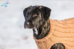 Read more about the article Cão Fila de São Miguel opdrættere og hvalpe i Nordjylland
