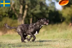 Read more about the article Cão Fila de São Miguel opdrættere og hvalpe i Sverige