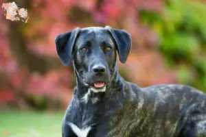 Read more about the article Cão Fila de São Miguel opdrættere og hvalpe i Syddanmark