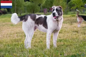Read more about the article Centralasiatiske hyrdehundeopdrættere og hvalpe i Holland