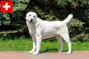Read more about the article Centralasiatiske hyrdehundeopdrættere og hvalpe i Schweiz