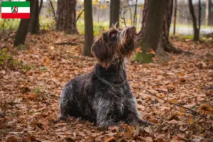 Read more about the article Český fousek opdrættere og hvalpe i Nordrhein-Westfalen