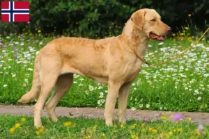 Read more about the article Chesapeake Bay Retriever opdrættere og hvalpe i Norge