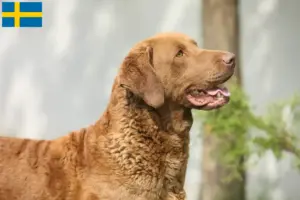 Read more about the article Chesapeake Bay Retriever opdrættere og hvalpe i Sverige