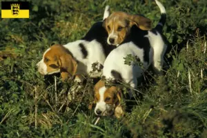 Read more about the article Chien d’Artois opdrættere og hvalpe i Baden-Württemberg