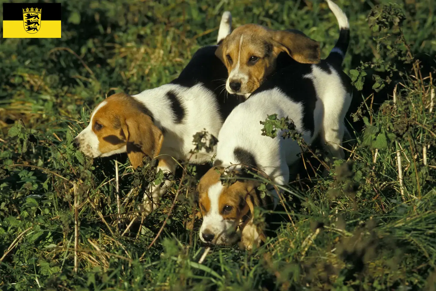 Read more about the article Chien d’Artois opdrættere og hvalpe i Baden-Württemberg