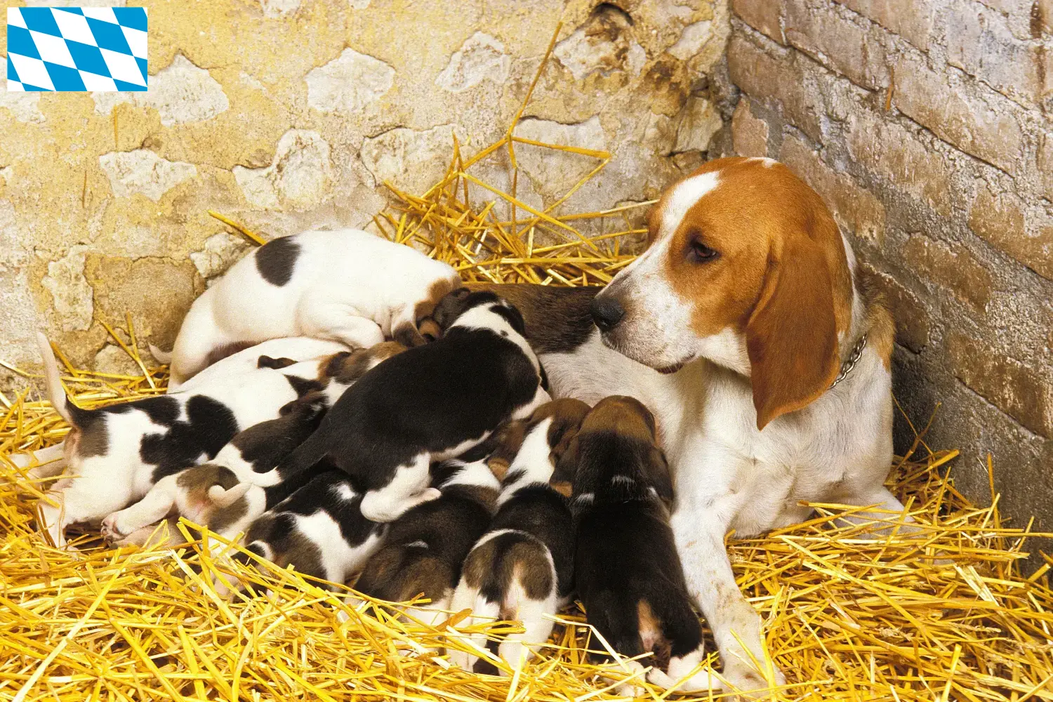 Read more about the article Chien d’Artois opdrættere og hvalpe i Bayern