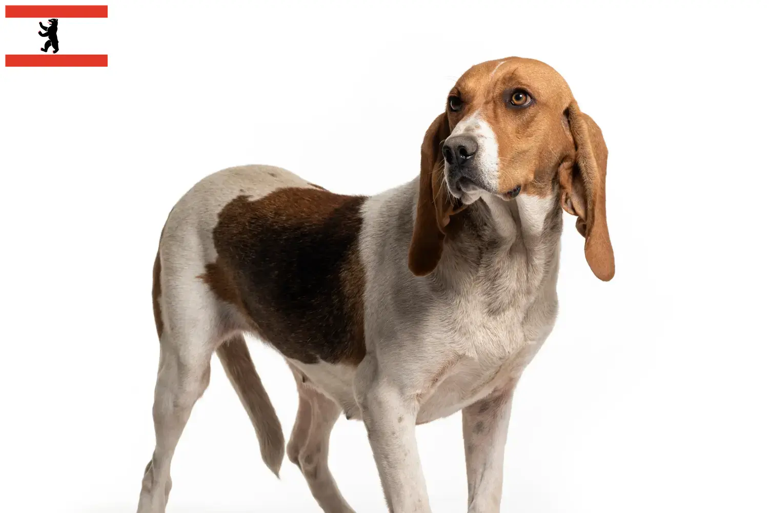 Read more about the article Chien d’Artois opdrættere og hvalpe i Berlin