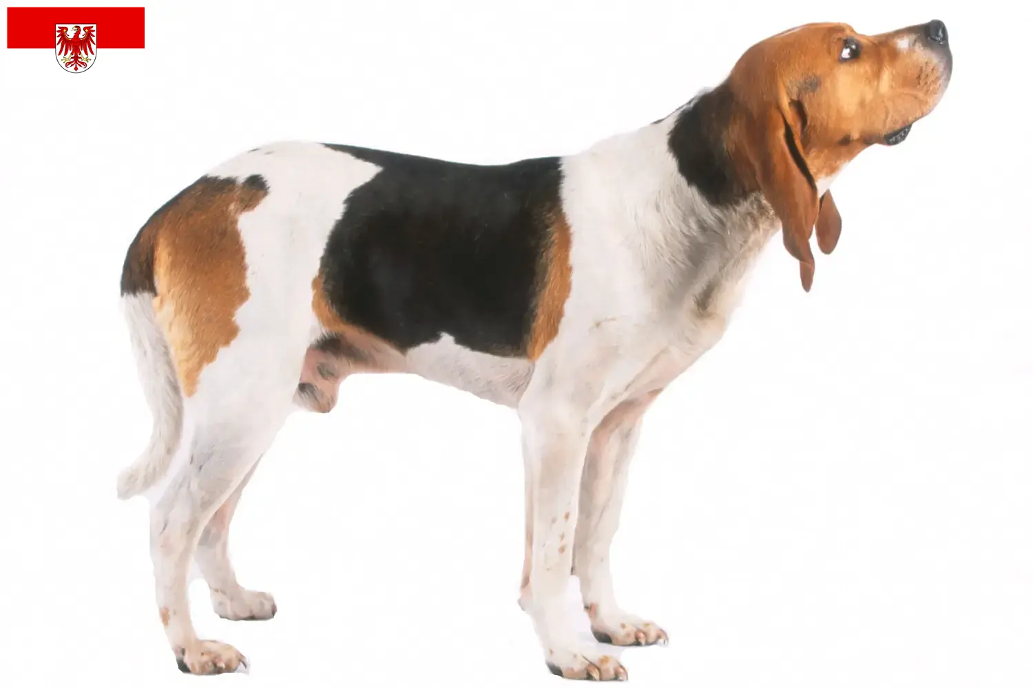 Read more about the article Chien d’Artois opdrættere og hvalpe i Brandenburg