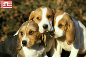 Read more about the article Chien d’Artois opdrættere og hvalpe i Bremen