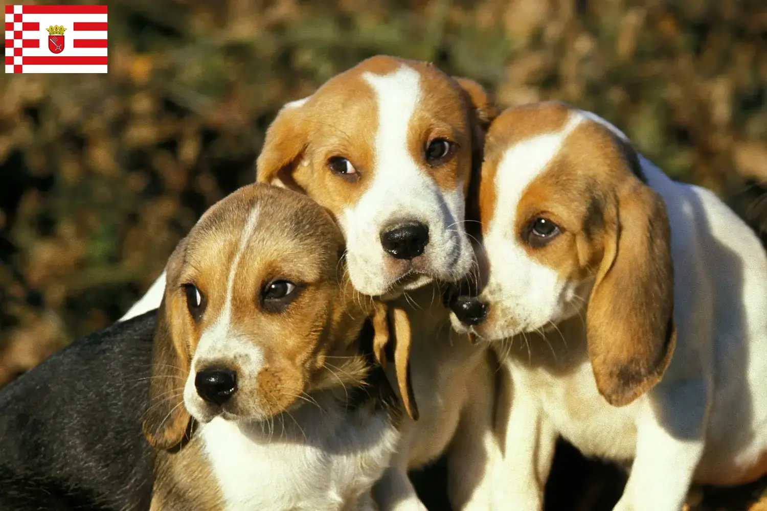 Read more about the article Chien d’Artois opdrættere og hvalpe i Bremen