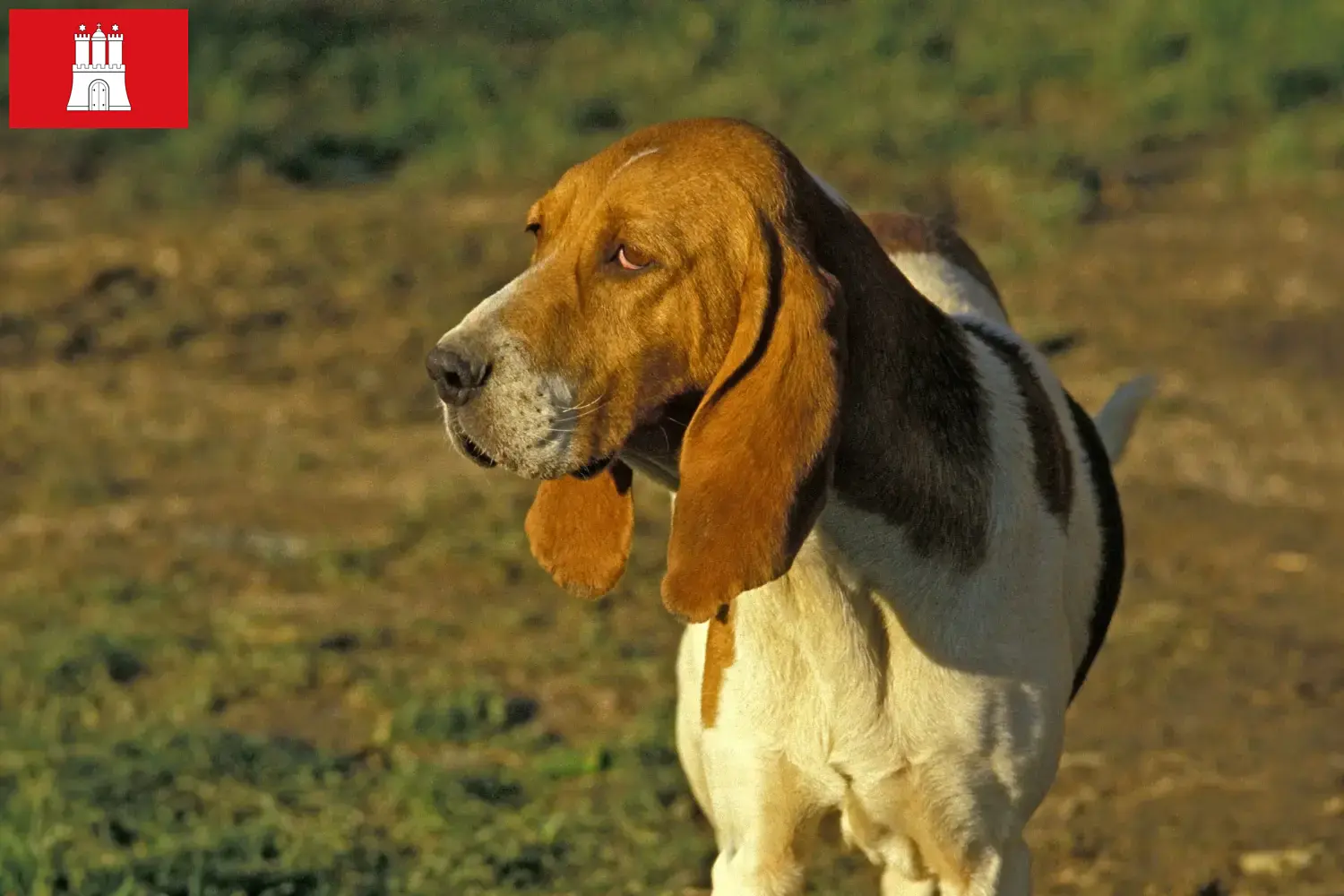 Read more about the article Chien d’Artois opdrættere og hvalpe i Hamborg