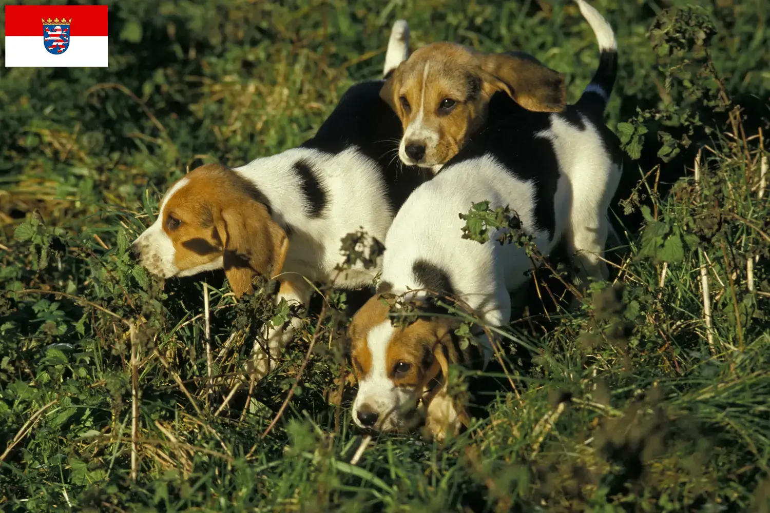 Read more about the article Chien d’Artois opdrættere og hvalpe i Hessen