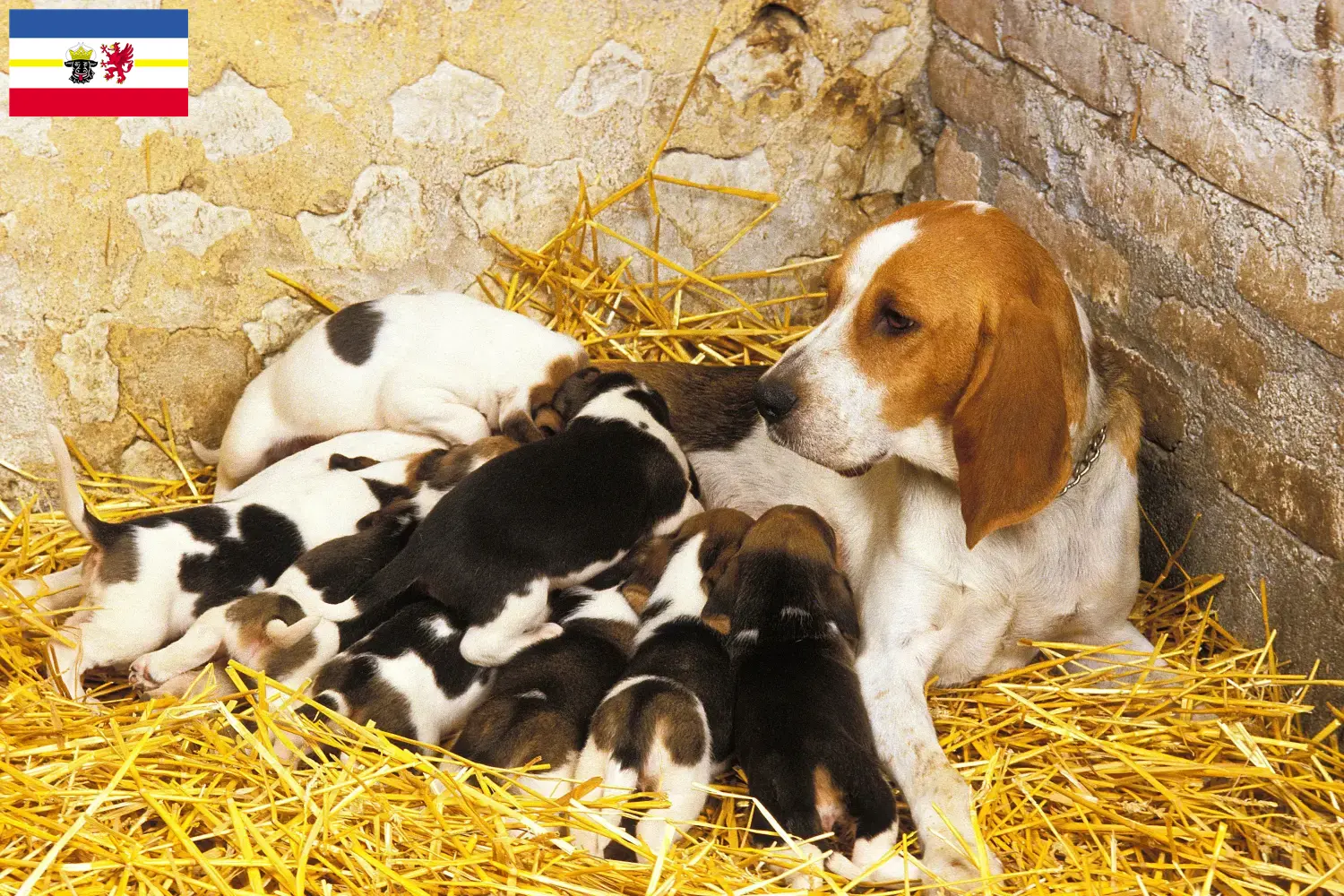Read more about the article Chien d’Artois opdrættere og hvalpe i Mecklenburg-Vorpommern