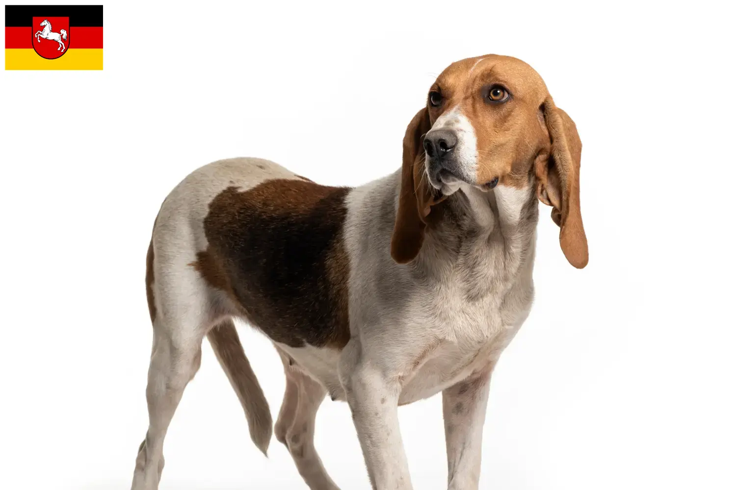 Read more about the article Chien d’Artois-opdrættere og hvalpe i Niedersachsen