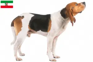 Read more about the article Chien d’Artois opdrættere og hvalpe i Nordrhein-Westfalen
