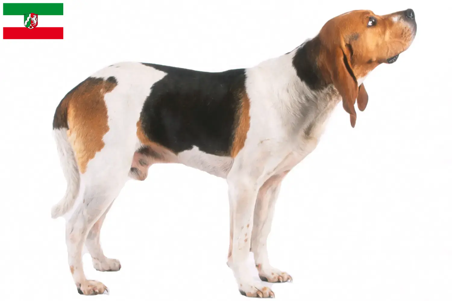 Read more about the article Chien d’Artois opdrættere og hvalpe i Nordrhein-Westfalen