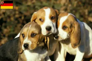 Read more about the article Chien d’Artois opdrættere og hvalpe i Rheinland-Pfalz