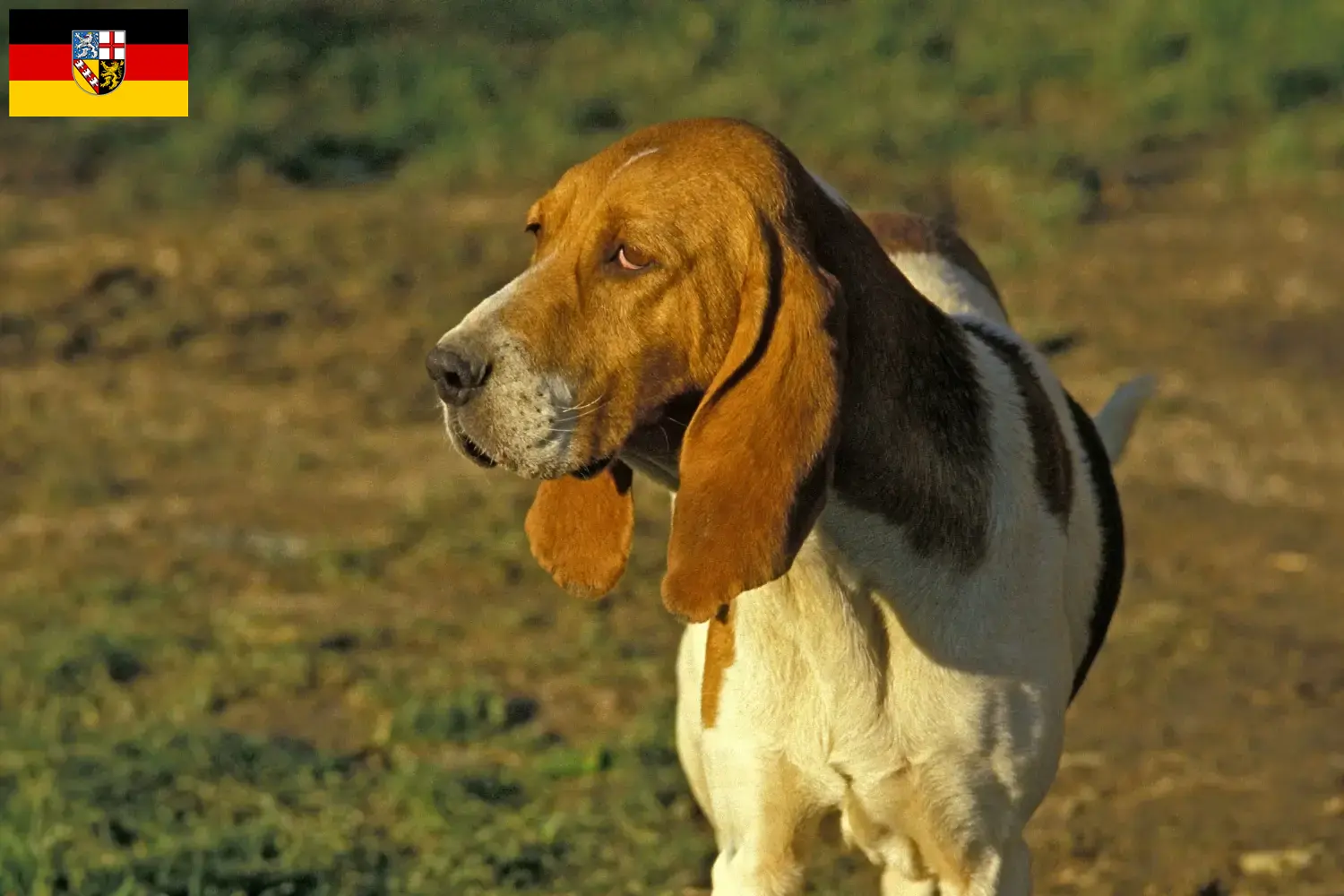 Read more about the article Chien d’Artois opdrættere og hvalpe i Saarland