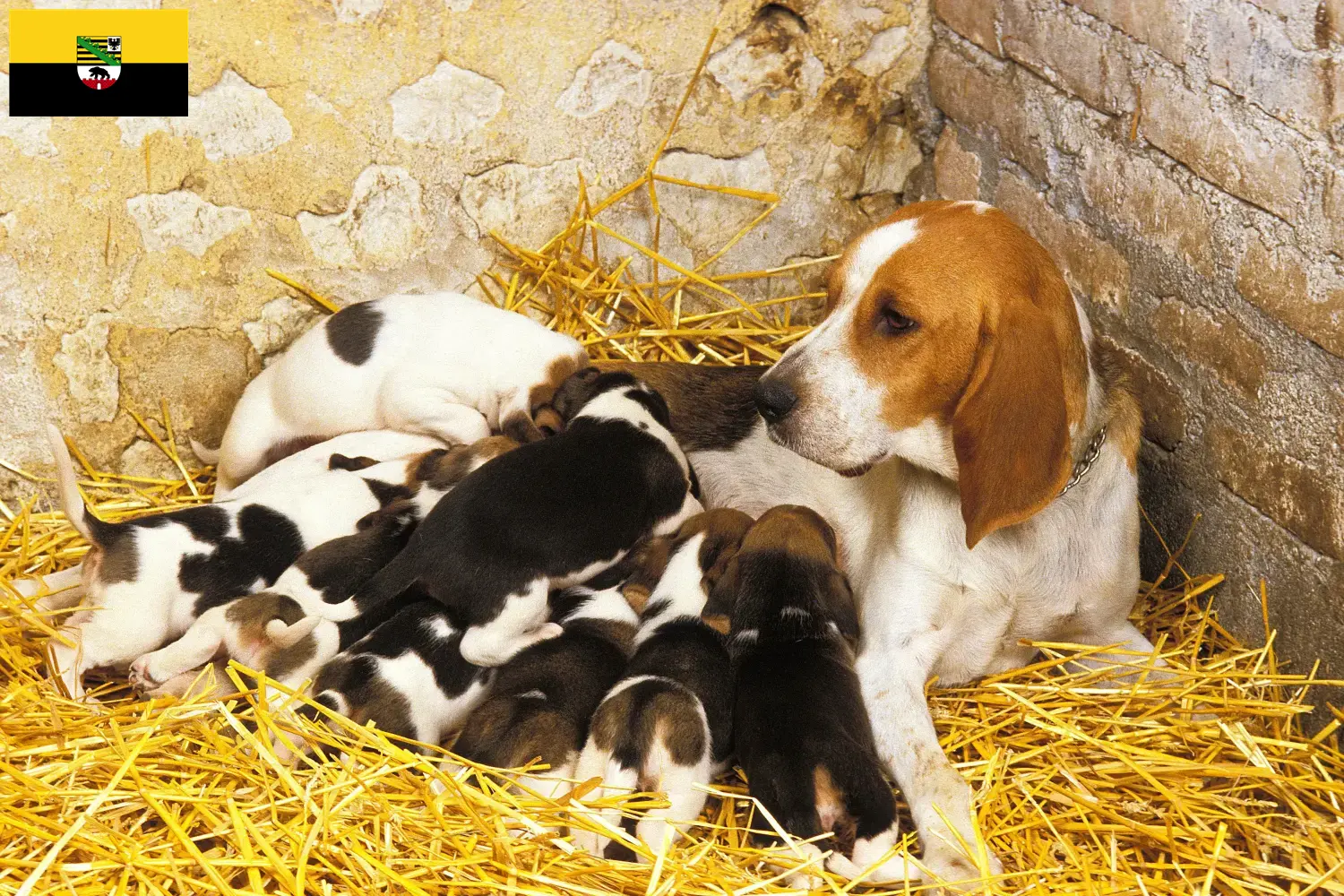 Chien d'Artois hvalpe og opdrættere Sachsen-Anhalt Her kan du finde opdrættere af Chien d'Artois i Sachsen-Anhalt.
