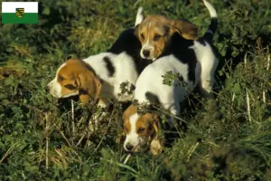 Read more about the article Chien d’Artois-opdrættere og hvalpe i Sachsen