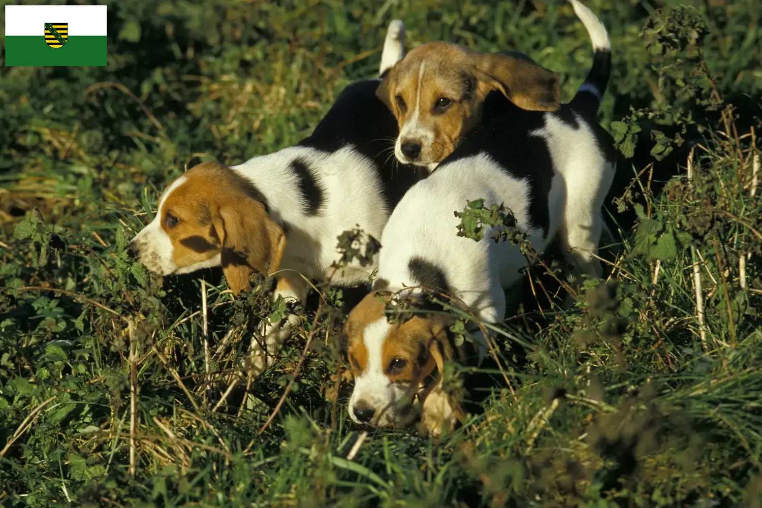 Chien d'Artois hvalpe og opdrættere Sachsen Her kan du finde opdrættere af Chien d'Artois i Sachsen.