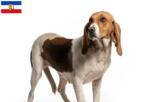 Read more about the article Chien d’Artois opdrættere og hvalpe i Slesvig-Holsten