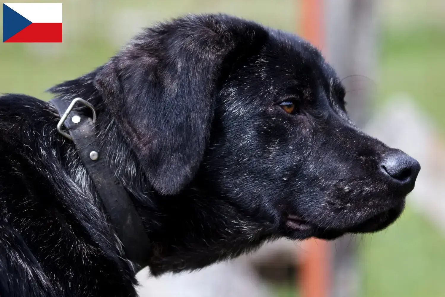 Chien de Castro Laboreiro hvalpe og opdrættere Tjekkiet Her kan du finde opdrættere af Chien de Castro Laboreiros i Tjekkiet.
