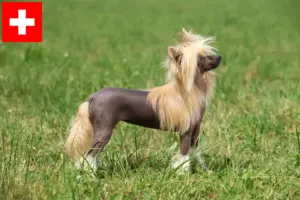 Read more about the article Opdrættere og hvalpe af Chinese Crested Dog i Schweiz