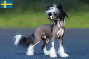 Read more about the article Chinese Crested Dog opdrættere og hvalpe i Sverige