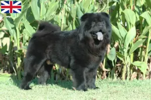 Read more about the article Chow Chow-opdrættere og hvalpe i Storbritannien