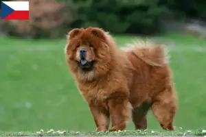 Read more about the article Chow-Chow opdrættere og hvalpe i Tjekkiet
