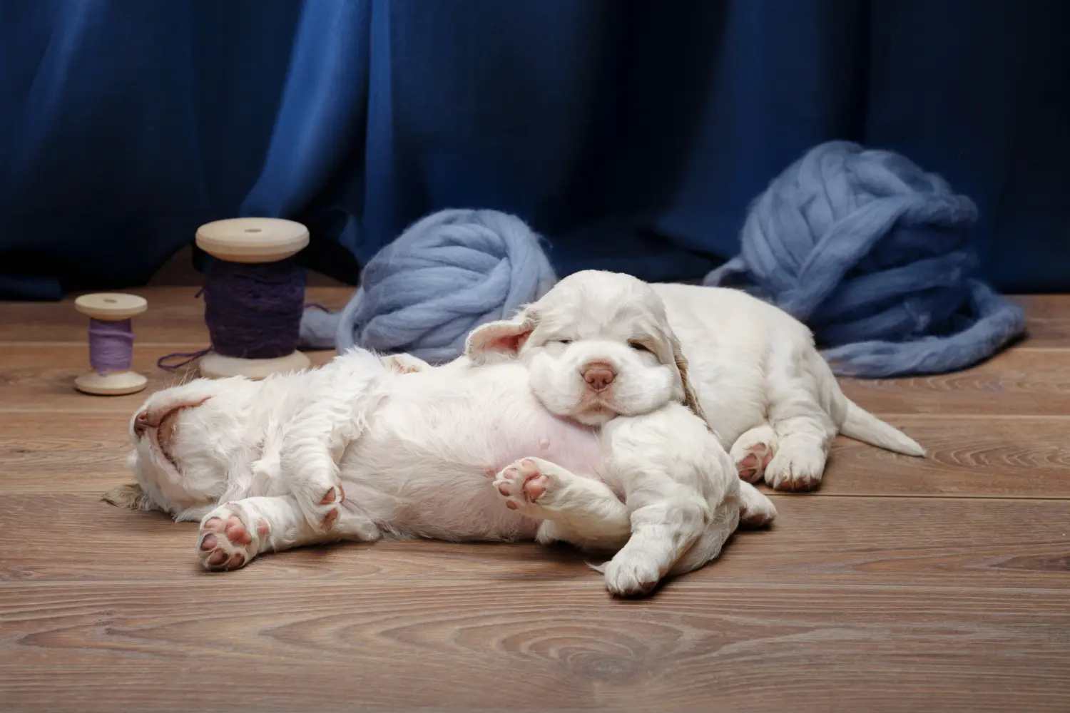 At købe en Clumber Spaniel-hvalp betyder at tage ansvar! Køb Clumber Spaniel hvalpe.